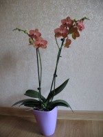 IMG-3598