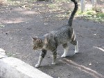 Кошка на прогулке